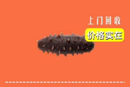 钦州市钦北回收海参