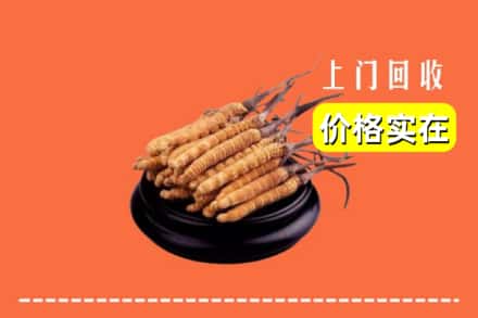 钦州市钦北回收冬虫夏草